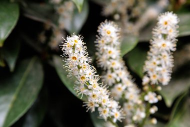 Şehirde defne çiçeği çiçekleri var. Yüksek kalite fotoğraf
