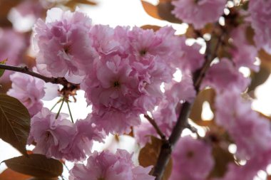Sakura şehirde çiçek açan bir ağaçtır. Yüksek kalite fotoğraf