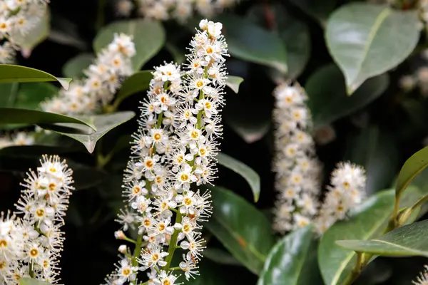 Şehirde defne çiçeği çiçekleri var. Yüksek kalite fotoğraf