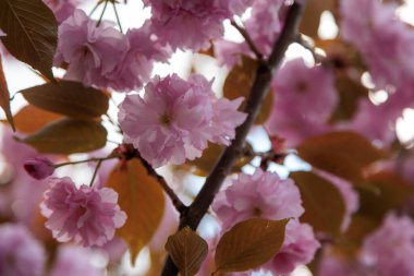 Sakura şehirde çiçek açan bir ağaçtır. Yüksek kalite fotoğraf