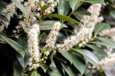 Şehirde defne çiçeği çiçekleri var. Yüksek kalite fotoğraf