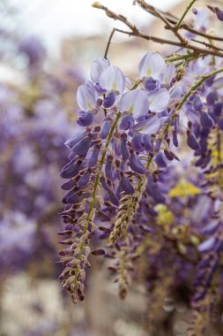 Görüntü, dallarından sarkan uzun mor çiçek püskülleri olan bir tırmanma bitkisi olan Wisteria çiçeklerini gösteriyor. Çiçeklerin kelebek gibi karakteristik bir şekli vardır ve sık sık bahçeleri ve parkları süslemek için kullanılan etkileyici bir şelale oluştururlar.