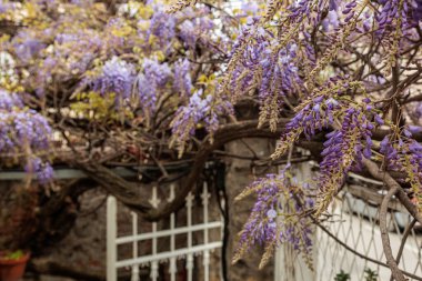 Görüntü, dallarından sarkan uzun mor çiçek püskülleri olan bir tırmanma bitkisi olan Wisteria çiçeklerini gösteriyor. Çiçeklerin kelebek gibi karakteristik bir şekli vardır ve sık sık bahçeleri ve parkları süslemek için kullanılan etkileyici bir şelale oluştururlar.