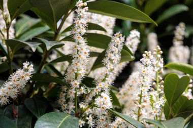 Şehirde defne çiçeği çiçekleri var. Yüksek kalite fotoğraf