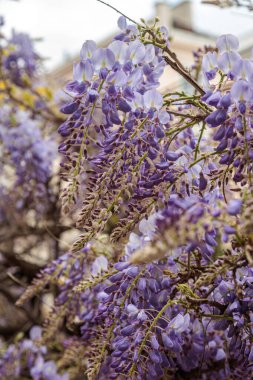 Görüntü, dallarından sarkan uzun mor çiçek püskülleri olan bir tırmanma bitkisi olan Wisteria çiçeklerini gösteriyor. Çiçeklerin kelebek gibi karakteristik bir şekli vardır ve sık sık bahçeleri ve parkları süslemek için kullanılan etkileyici bir şelale oluştururlar.