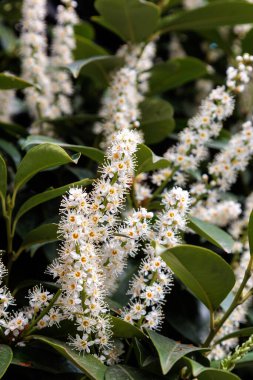 Şehirde defne çiçeği çiçekleri var. Yüksek kalite fotoğraf