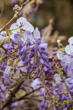Görüntü, dallarından sarkan uzun mor çiçek püskülleri olan bir tırmanma bitkisi olan Wisteria çiçeklerini gösteriyor. Çiçeklerin kelebek gibi karakteristik bir şekli vardır ve sık sık bahçeleri ve parkları süslemek için kullanılan etkileyici bir şelale oluştururlar.
