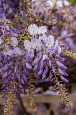 Görüntü, dallarından sarkan uzun mor çiçek püskülleri olan bir tırmanma bitkisi olan Wisteria çiçeklerini gösteriyor. Çiçeklerin kelebek gibi karakteristik bir şekli vardır ve sık sık bahçeleri ve parkları süslemek için kullanılan etkileyici bir şelale oluştururlar.