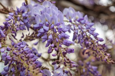 Görüntü, dallarından sarkan uzun mor çiçek püskülleri olan bir tırmanma bitkisi olan Wisteria çiçeklerini gösteriyor. Çiçeklerin kelebek gibi karakteristik bir şekli vardır ve sık sık bahçeleri ve parkları süslemek için kullanılan etkileyici bir şelale oluştururlar.