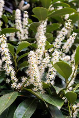 Şehirde defne çiçeği çiçekleri var. Yüksek kalite fotoğraf