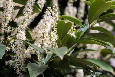 Şehirde defne çiçeği çiçekleri var. Yüksek kalite fotoğraf