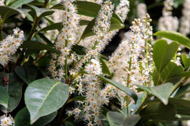 Şehirde defne çiçeği çiçekleri var. Yüksek kalite fotoğraf
