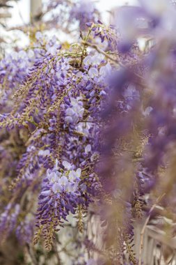 Görüntü, dallarından sarkan uzun mor çiçek püskülleri olan bir tırmanma bitkisi olan Wisteria çiçeklerini gösteriyor. Çiçeklerin kelebek gibi karakteristik bir şekli vardır ve sık sık bahçeleri ve parkları süslemek için kullanılan etkileyici bir şelale oluştururlar.