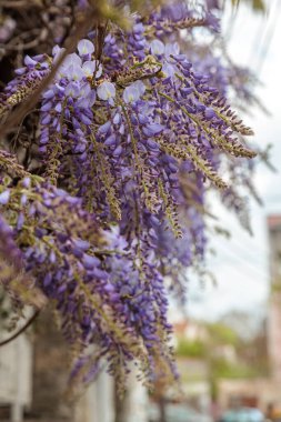 Görüntü, dallarından sarkan uzun mor çiçek püskülleri olan bir tırmanma bitkisi olan Wisteria çiçeklerini gösteriyor. Çiçeklerin kelebek gibi karakteristik bir şekli vardır ve sık sık bahçeleri ve parkları süslemek için kullanılan etkileyici bir şelale oluştururlar.