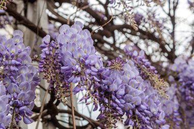 Görüntü, dallarından sarkan uzun mor çiçek püskülleri olan bir tırmanma bitkisi olan Wisteria çiçeklerini gösteriyor. Çiçeklerin kelebek gibi karakteristik bir şekli vardır ve sık sık bahçeleri ve parkları süslemek için kullanılan etkileyici bir şelale oluştururlar.