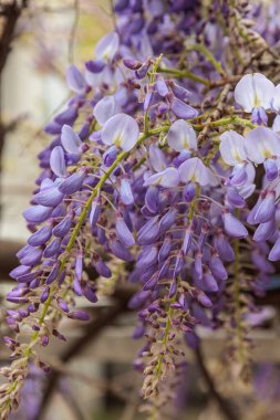 Görüntü, dallarından sarkan uzun mor çiçek püskülleri olan bir tırmanma bitkisi olan Wisteria çiçeklerini gösteriyor. Çiçeklerin kelebek gibi karakteristik bir şekli vardır ve sık sık bahçeleri ve parkları süslemek için kullanılan etkileyici bir şelale oluştururlar.