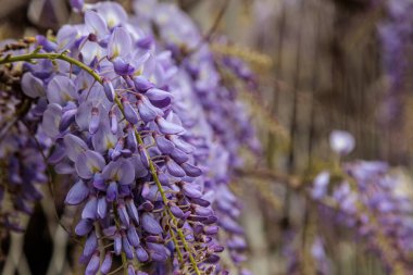 Görüntü, dallarından sarkan uzun mor çiçek püskülleri olan bir tırmanma bitkisi olan Wisteria çiçeklerini gösteriyor. Çiçeklerin kelebek gibi karakteristik bir şekli vardır ve sık sık bahçeleri ve parkları süslemek için kullanılan etkileyici bir şelale oluştururlar.