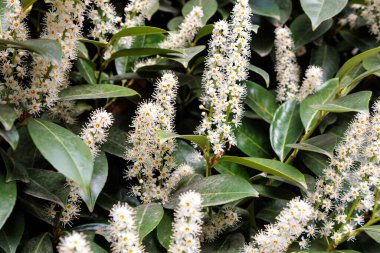 Şehirde defne çiçeği çiçekleri var. Yüksek kalite fotoğraf