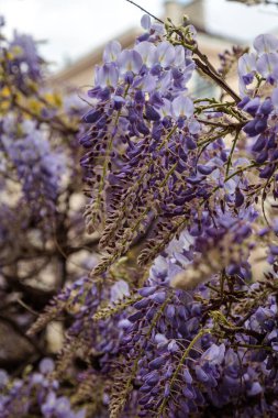 Görüntü, dallarından sarkan uzun mor çiçek püskülleri olan bir tırmanma bitkisi olan Wisteria çiçeklerini gösteriyor. Çiçeklerin kelebek gibi karakteristik bir şekli vardır ve sık sık bahçeleri ve parkları süslemek için kullanılan etkileyici bir şelale oluştururlar.