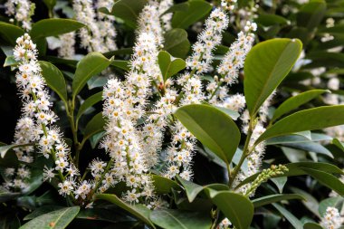 Şehirde defne çiçeği çiçekleri var. Yüksek kalite fotoğraf
