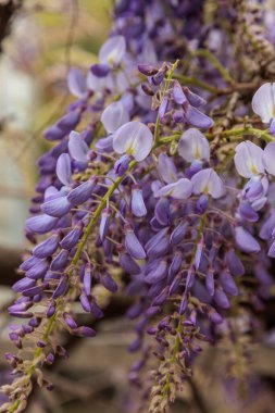 Görüntü, dallarından sarkan uzun mor çiçek püskülleri olan bir tırmanma bitkisi olan Wisteria çiçeklerini gösteriyor. Çiçeklerin kelebek gibi karakteristik bir şekli vardır ve sık sık bahçeleri ve parkları süslemek için kullanılan etkileyici bir şelale oluştururlar.