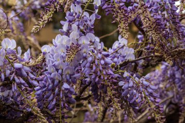 Görüntü, dallarından sarkan uzun mor çiçek püskülleri olan bir tırmanma bitkisi olan Wisteria çiçeklerini gösteriyor. Çiçeklerin kelebek gibi karakteristik bir şekli vardır ve sık sık bahçeleri ve parkları süslemek için kullanılan etkileyici bir şelale oluştururlar.