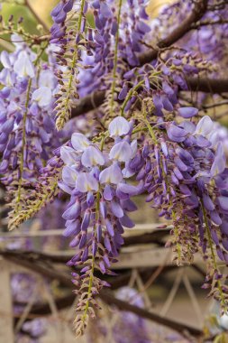 Görüntü, dallarından sarkan uzun mor çiçek püskülleri olan bir tırmanma bitkisi olan Wisteria çiçeklerini gösteriyor. Çiçeklerin kelebek gibi karakteristik bir şekli vardır ve sık sık bahçeleri ve parkları süslemek için kullanılan etkileyici bir şelale oluştururlar.