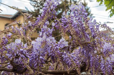 Görüntü, dallarından sarkan uzun mor çiçek püskülleri olan bir tırmanma bitkisi olan Wisteria çiçeklerini gösteriyor. Çiçeklerin kelebek gibi karakteristik bir şekli vardır ve sık sık bahçeleri ve parkları süslemek için kullanılan etkileyici bir şelale oluştururlar.