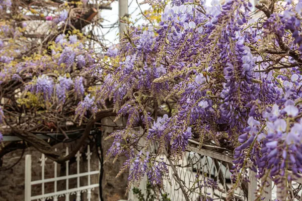 Görüntü, dallarından sarkan uzun mor çiçek püskülleri olan bir tırmanma bitkisi olan Wisteria çiçeklerini gösteriyor. Çiçeklerin kelebek gibi karakteristik bir şekli vardır ve sık sık bahçeleri ve parkları süslemek için kullanılan etkileyici bir şelale oluştururlar.