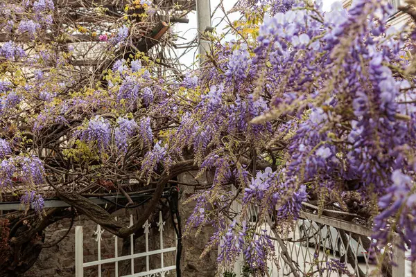 Görüntü, dallarından sarkan uzun mor çiçek püskülleri olan bir tırmanma bitkisi olan Wisteria çiçeklerini gösteriyor. Çiçeklerin kelebek gibi karakteristik bir şekli vardır ve sık sık bahçeleri ve parkları süslemek için kullanılan etkileyici bir şelale oluştururlar.