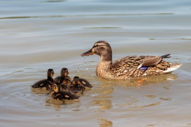 Görüntü, suda yüzen ördek ve ördek yavrularını gösteriyor. Ördeğin beyaz ve siyah benekli kahverengi tüyleri ve siyah çizgili sarı ördek yavruları vardır. Su sakin ve ördek ve ördek yavrularının yansıması görülebilir..