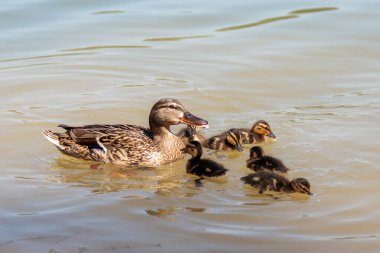 Görüntü, suda yüzen ördek ve ördek yavrularını gösteriyor. Ördeğin beyaz ve siyah benekli kahverengi tüyleri ve siyah çizgili sarı ördek yavruları vardır. Su sakin ve ördek ve ördek yavrularının yansıması görülebilir..
