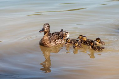 Görüntü, suda yüzen ördek ve ördek yavrularını gösteriyor. Ördeğin beyaz ve siyah benekli kahverengi tüyleri ve siyah çizgili sarı ördek yavruları vardır. Su sakin ve ördek ve ördek yavrularının yansıması görülebilir..