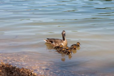 Görüntü, suda yüzen ördek ve ördek yavrularını gösteriyor. Ördeğin beyaz ve siyah benekli kahverengi tüyleri ve siyah çizgili sarı ördek yavruları vardır. Su sakin ve ördek ve ördek yavrularının yansıması görülebilir..