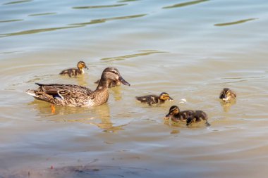 Görüntü, suda yüzen ördek ve ördek yavrularını gösteriyor. Ördeğin beyaz ve siyah benekli kahverengi tüyleri ve siyah çizgili sarı ördek yavruları vardır. Su sakin ve ördek ve ördek yavrularının yansıması görülebilir..