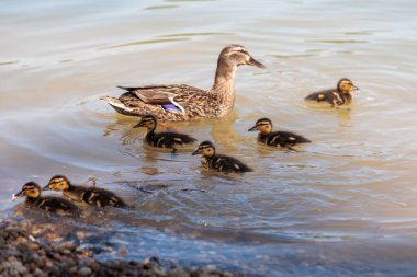 Görüntü, suda yüzen ördek ve ördek yavrularını gösteriyor. Ördeğin beyaz ve siyah benekli kahverengi tüyleri ve siyah çizgili sarı ördek yavruları vardır. Su sakin ve ördek ve ördek yavrularının yansıması görülebilir..