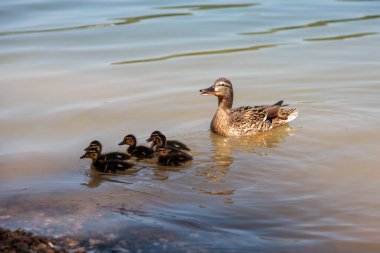 Görüntü, suda yüzen ördek ve ördek yavrularını gösteriyor. Ördeğin beyaz ve siyah benekli kahverengi tüyleri ve siyah çizgili sarı ördek yavruları vardır. Su sakin ve ördek ve ördek yavrularının yansıması görülebilir..