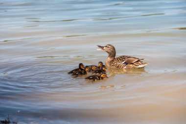 Görüntü, suda yüzen ördek ve ördek yavrularını gösteriyor. Ördeğin beyaz ve siyah benekli kahverengi tüyleri ve siyah çizgili sarı ördek yavruları vardır. Su sakin ve ördek ve ördek yavrularının yansıması görülebilir..