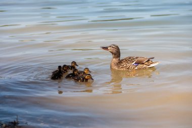 Görüntü, suda yüzen ördek ve ördek yavrularını gösteriyor. Ördeğin beyaz ve siyah benekli kahverengi tüyleri ve siyah çizgili sarı ördek yavruları vardır. Su sakin ve ördek ve ördek yavrularının yansıması görülebilir..