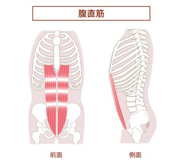 Abdominal Kas Gruplarının Rektus Abdominis Kasları Yan ve Ön Görüş