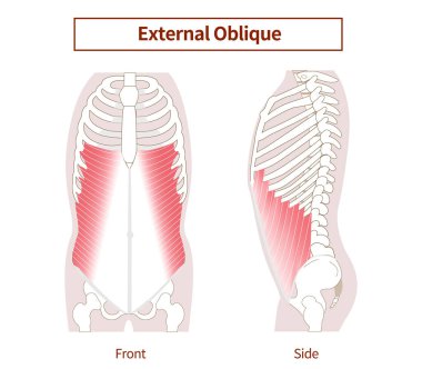 Abdominal muscle group Illustration of the external oblique abdominal muscles Lateral and frontal views clipart