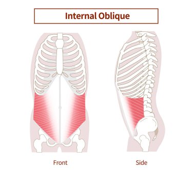 Abdominal kas grupları, iç abdominal eğik kasların resimsel çizimleri. Yan ve ön görüntüler.