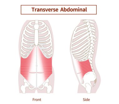 Abdominis kas illüstrasyonuna karşı abdominal kas grubu Yan görünümü ve ön görünümü