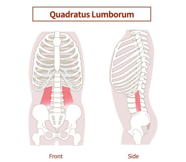 Illustration of the quadratus lumborum muscle in lateral and frontal views clipart