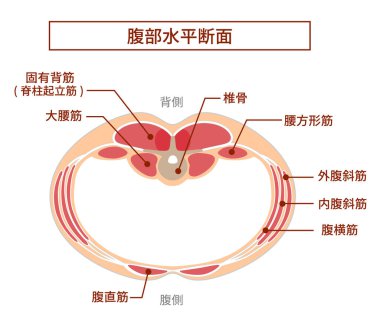 Abdominal kas gruplarının üst üste bindirme pozisyonlarının abdominal kesitsel görüntüsü