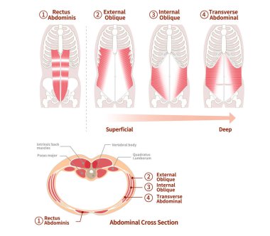 Illustration of positional structure and overlap of abdominal muscle groups Illustration Frontal and cross-sectional views clipart