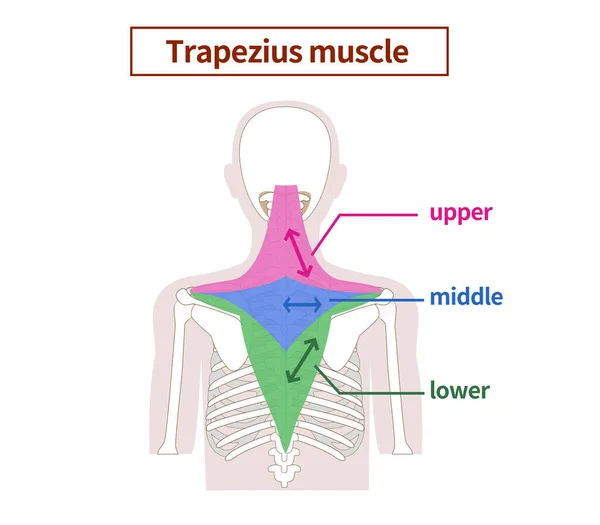 Ilustración Anatomía Del Músculo Trapezius — Vector de stock