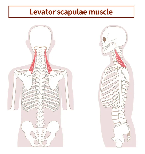 뒤에서 공중전 Levator Scapulae 근육의 구조를 설명하는 — 스톡 벡터