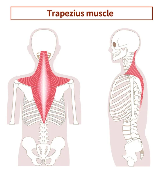 トラペジウスの筋肉の解剖図 — ストックベクタ
