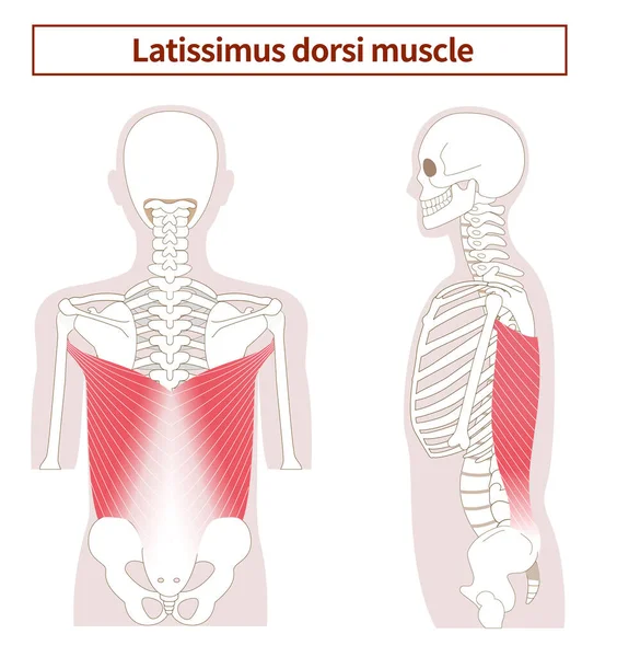 側面と背面からのLatissimus Dorsi筋肉の解剖図 — ストックベクタ